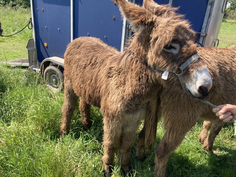 &Acirc;ne gentil 300 85420 Maillezais