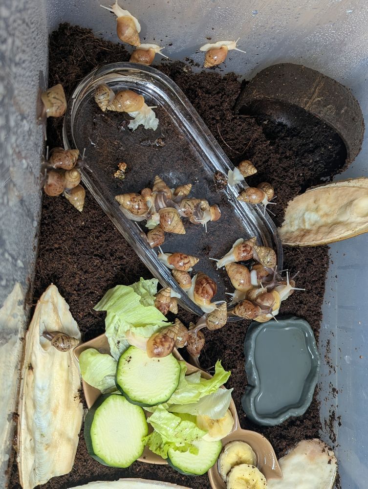 Don escargot ? 0 38290 Satolas-et-bonce