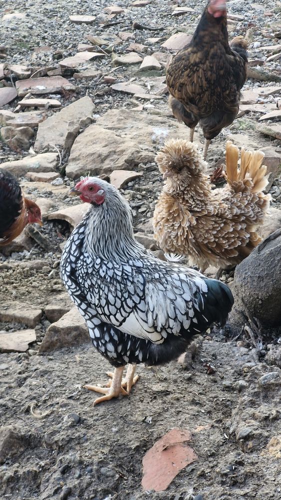 Coq wyandotte 20 31220 Le plan