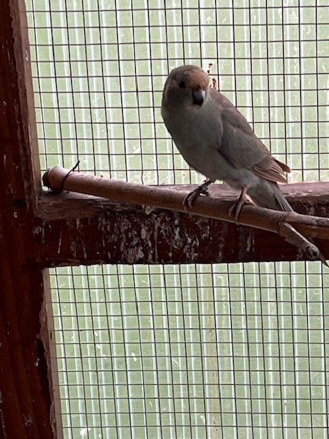 kakariki 50 18150 Cuffy