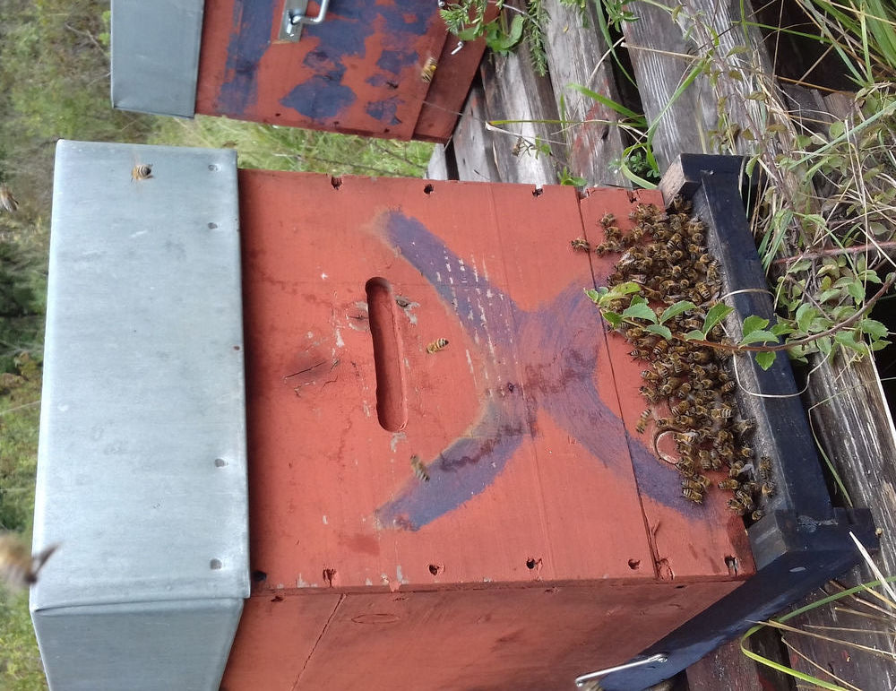 essaims hivern&eacute;s 160 01250 Grand-corent