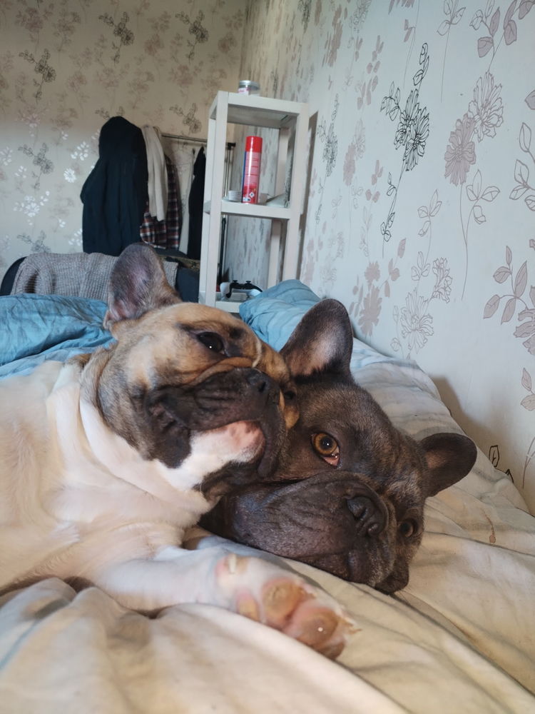 Saillies bouledogue francais blue 120 58000 Nevers