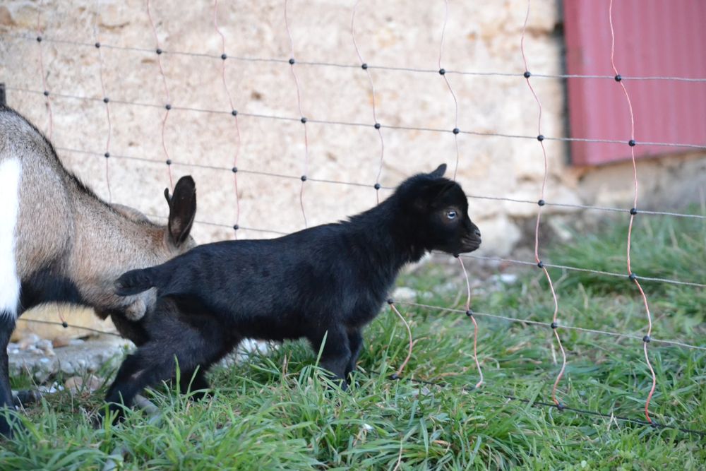 Chevrette naine aux yeux bleus 400 18190 Ch�teauneuf-sur-cher