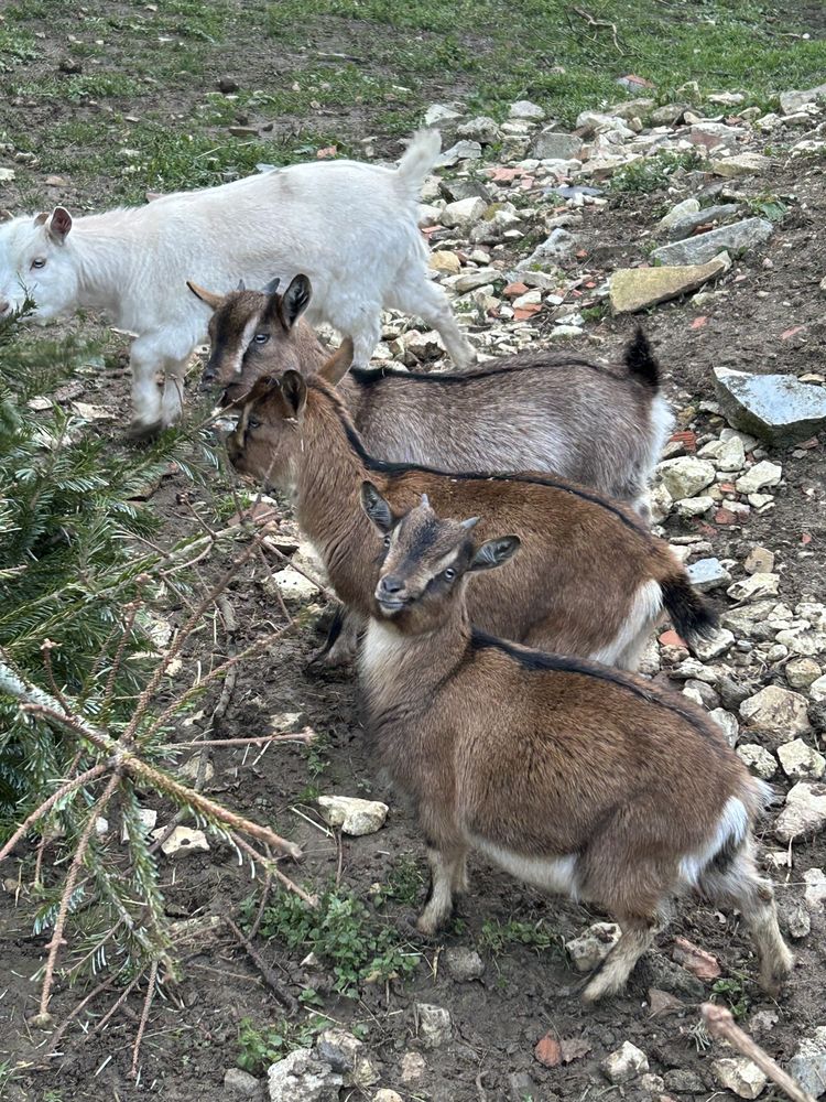 Chevrettes naines 200 18190 Ch�teauneuf-sur-cher