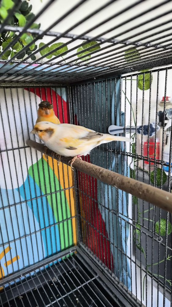 Un couple de canaris 0 86430 Luchapt