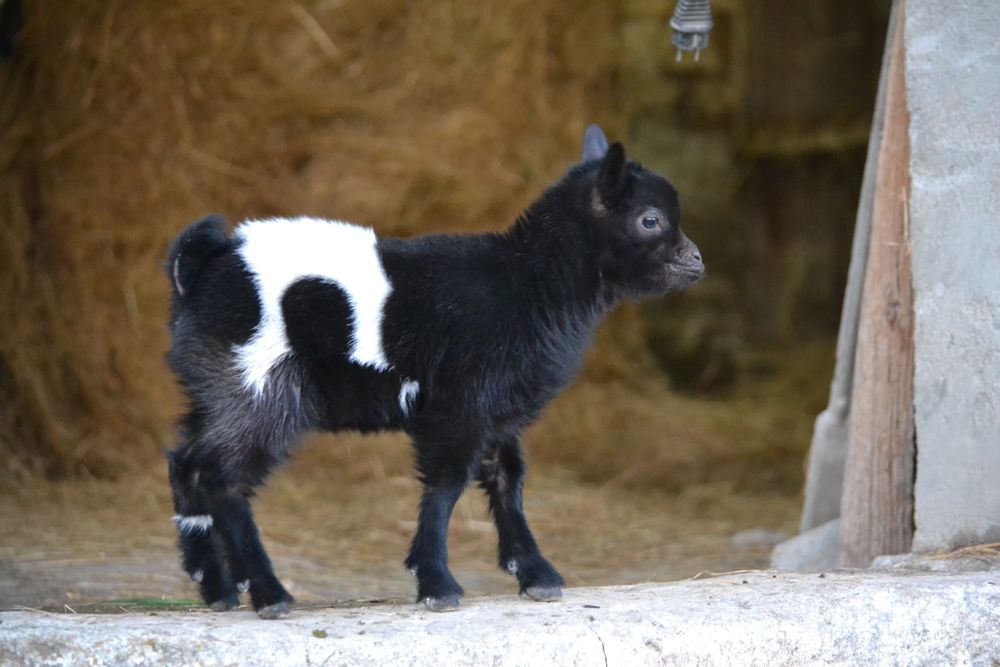 Chevrette naine 300 18190 Ch�teauneuf-sur-cher