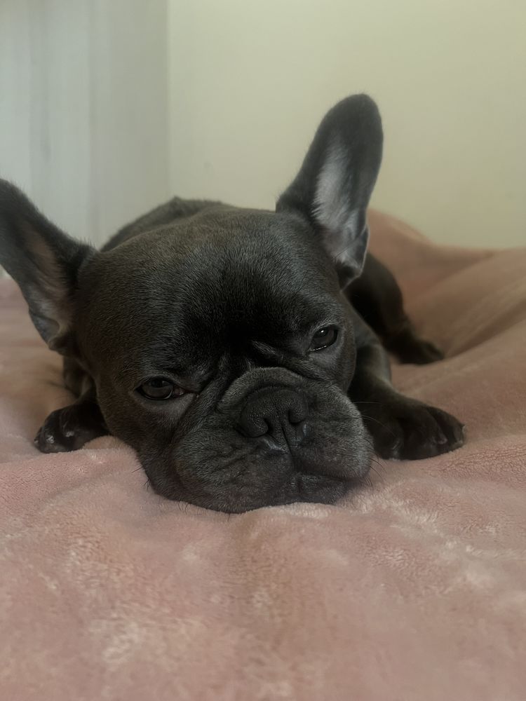 Tr&egrave;s belle bouledogue fran&ccedil;aise femelle, gris fonc&eacute; 700 13008 Marseille