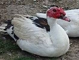 Jeunes Canards de Barbarie de 7 Mois; 25 58240 Chantenay-saint-imbert