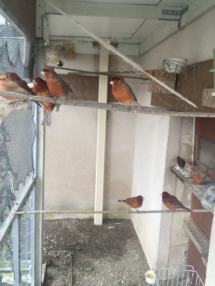 canari rouge agate 25 16260 Chasseneuil-sur-bonnieure