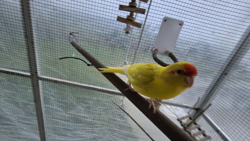 Kakariki perruche, petit perroquet 70 31660 Buzet-sur-tarn