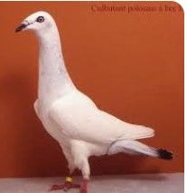 Recherche pigeons culbutant, tourman, rouler jeune. 15 77400 Lagny-sur-marne
