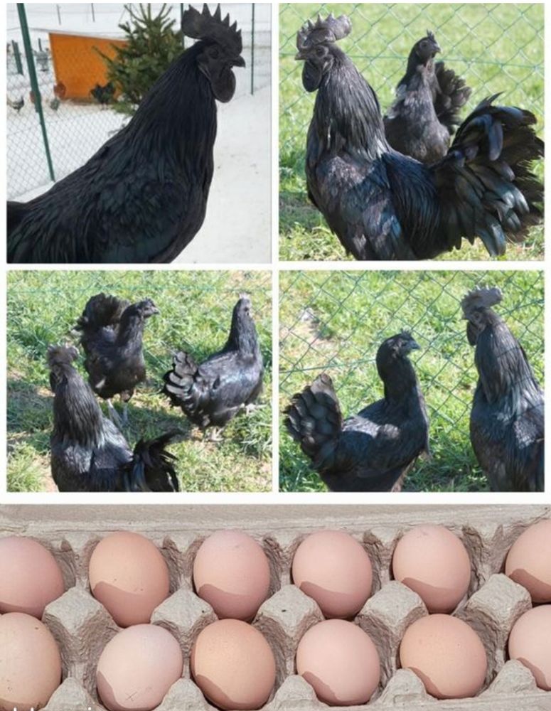 Oeufs f&eacute;cond&eacute;s AYAM CEMANI 3 34750 Villeneuve-l�s-maguelone
