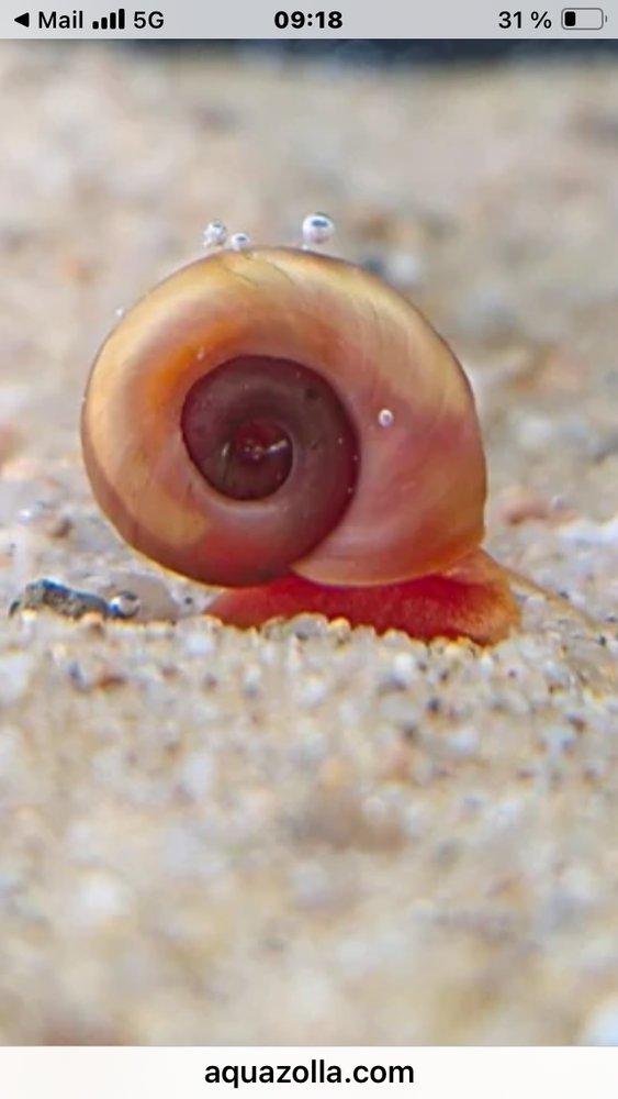 Planorbes rose 2 91240 Saint-michel-sur-orge