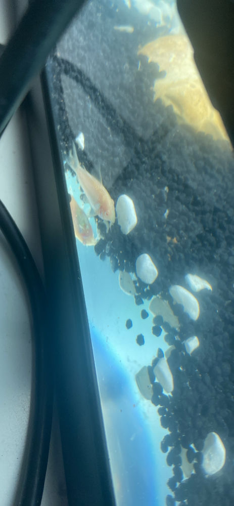 de Corydoras 3 92300 Levallois-perret