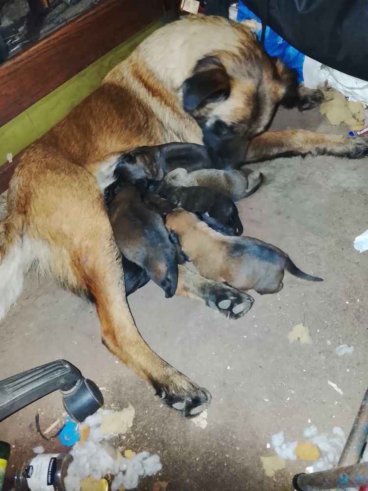 Chiots cane corso x berger allemand 0 93250 Villemomble