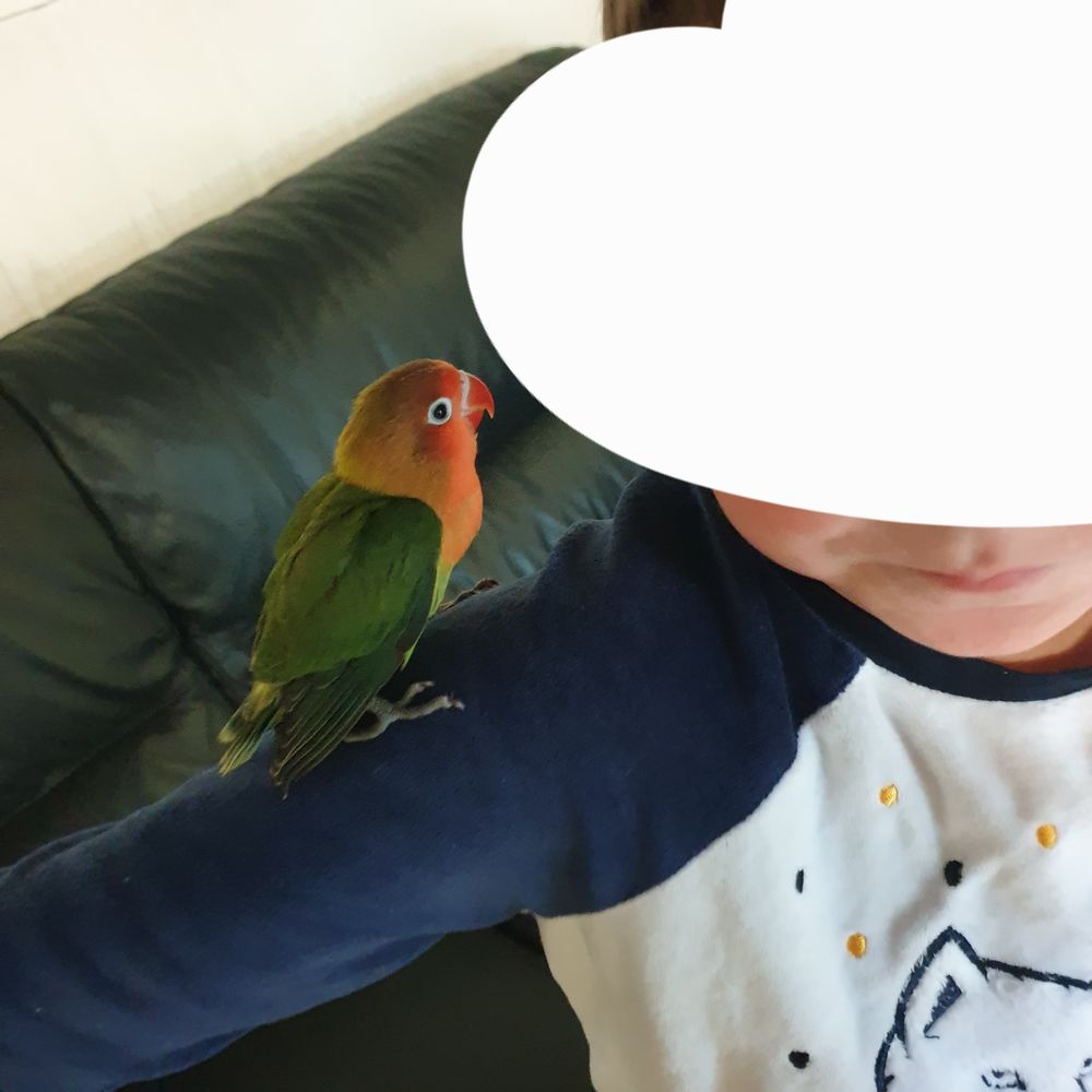 Ins&eacute;parable eam 85 29600 Morlaix