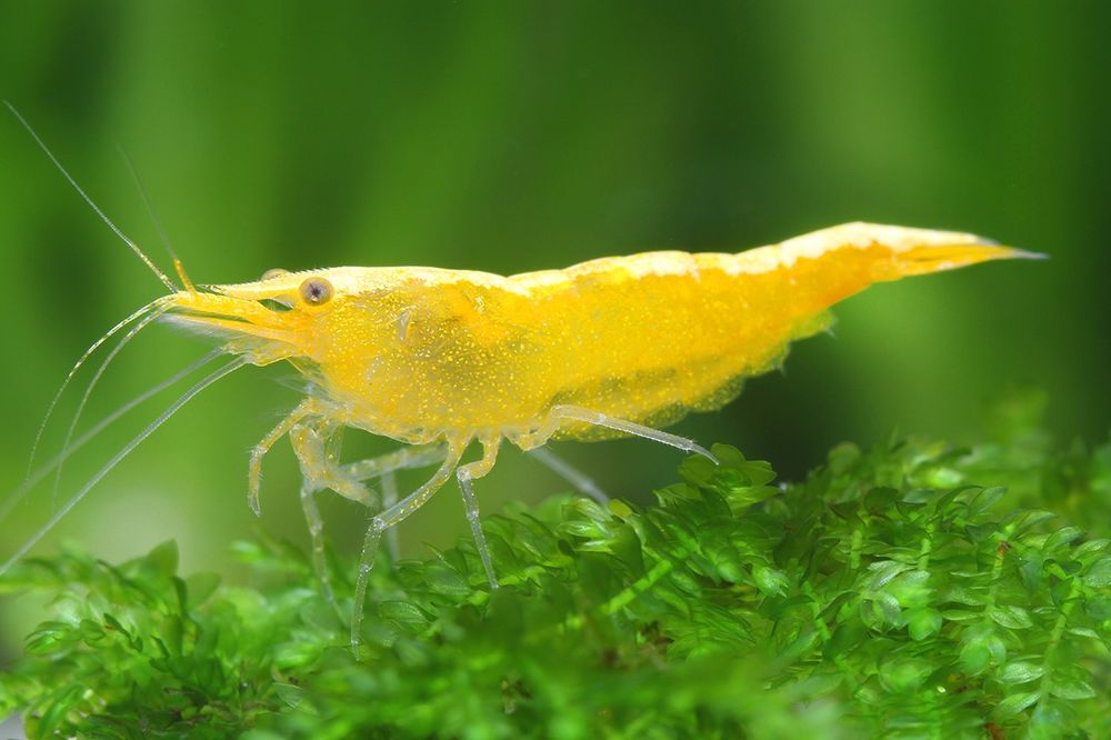 Crevettes neocaridina yellow fire 15 44350 Gu�rande