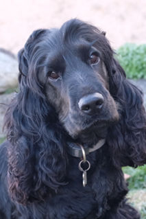 Cocker Anglais M&acirc;le LOF pour saillie 350 65400 Argel�s-gazost