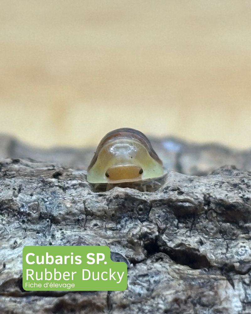 Cloportes / isopodes Cubaris sp. ?Rubber Ducky? 50 68210 Bernwiller