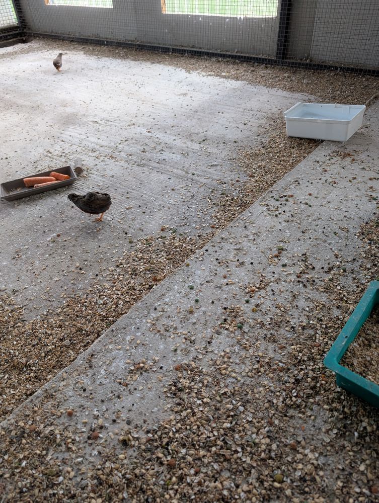 couples de cailles de chine 20 33710 Pugnac