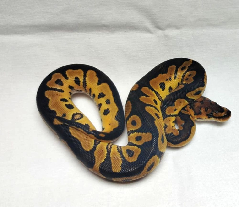 python regius , 50 21130 Ath�e