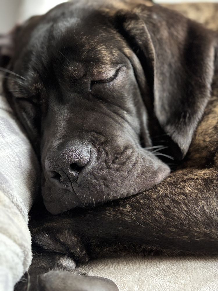 Chiot CANE CORSO 0 78240 Aigremont