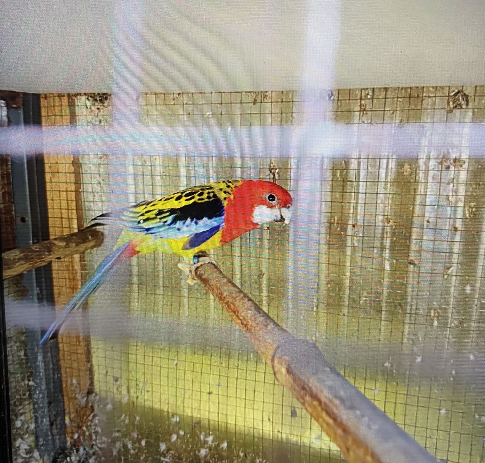 omnicolore mal 50 49270 Saint-laurent-des-autels