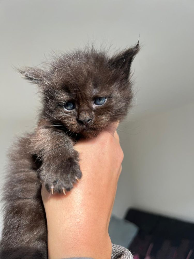 &Agrave; r&eacute;server superbe chatons Maine coon non LOOF 1050 83170 Rougiers