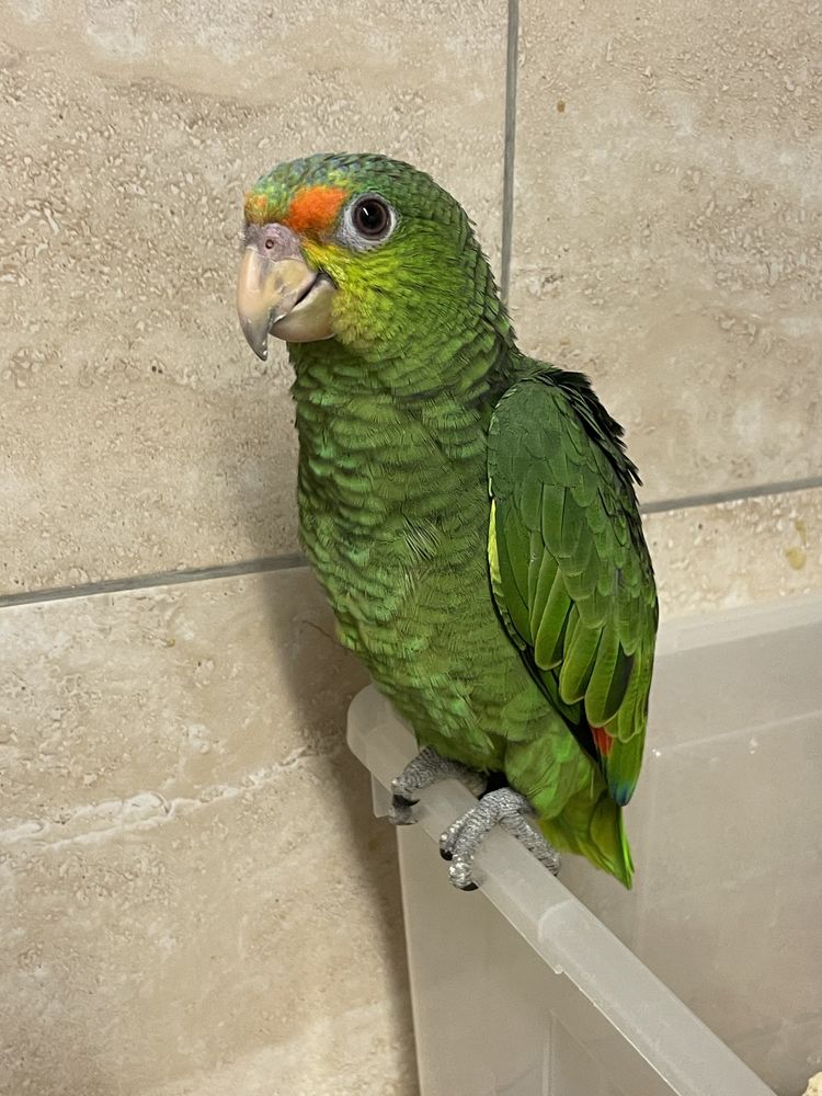 Perroquet amazone hybride front rouge amazonica EAM 700 81150 Florentin