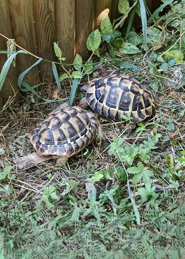 Perdu mes 2 tortues males aout 2025 0 69400 Villefranche-sur-sa�ne