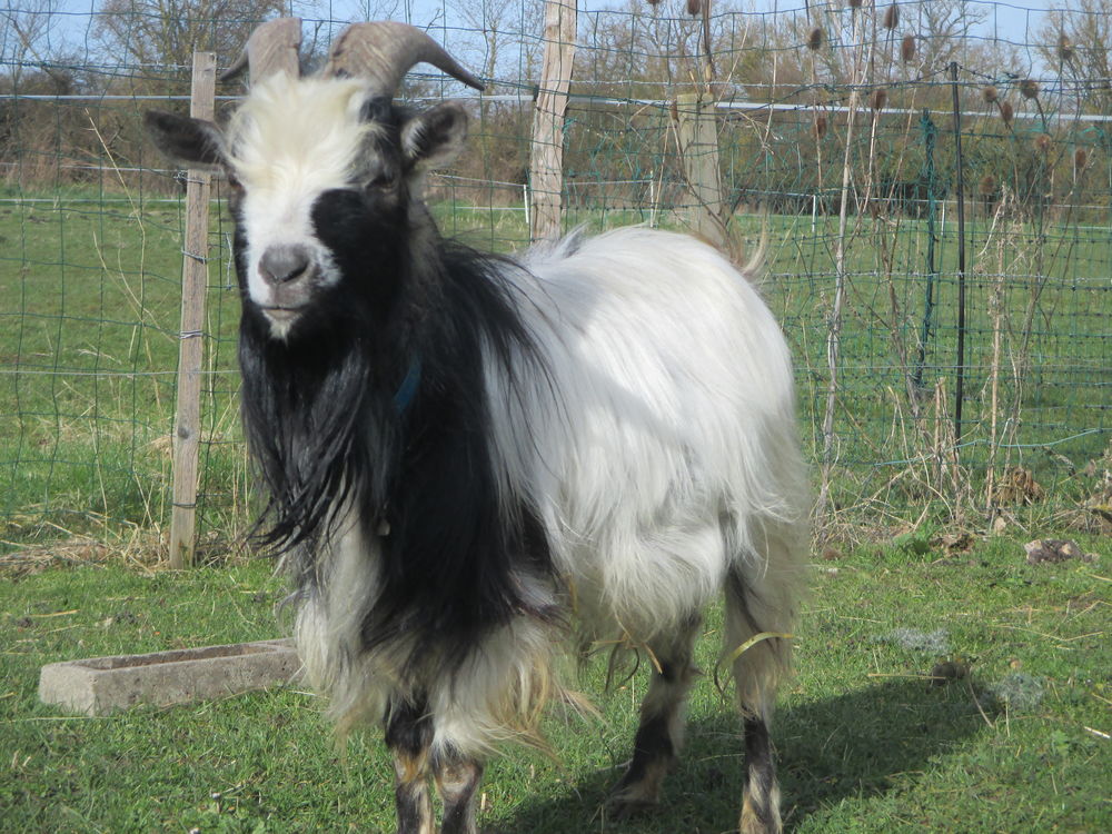 bouc Nain (50cm) , Angora 100 18000 Bourges