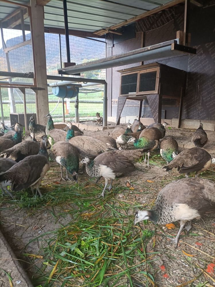 paon 120 38760 Varces-alli�res-et-risset