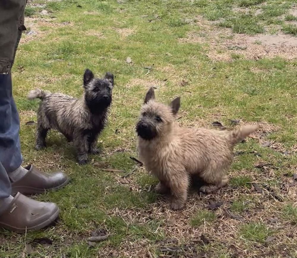 Chiot Cairn Terrier 850 30000 N�mes