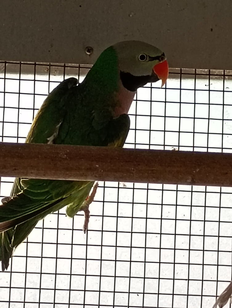 Perruche moustache m&acirc;le 110 80960 Saint-blimont