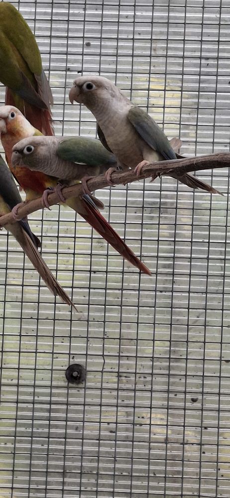 Pyrrhura molinae misty m&acirc;le 50 85360 La tranche-sur-mer