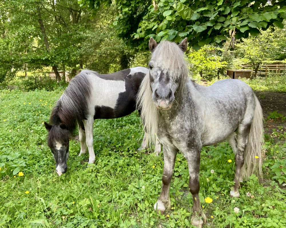 Cheval miniature Amha 500 60260 Lamorlaye