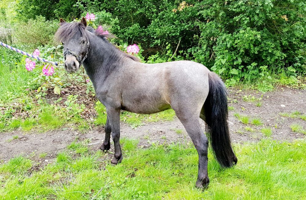 Cheval miniature 1500 60260 Lamorlaye