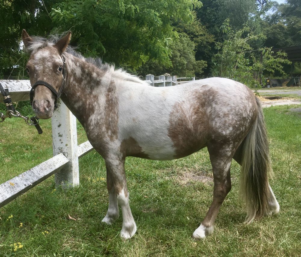 Cheval miniature Amha 2000 60260 Lamorlaye