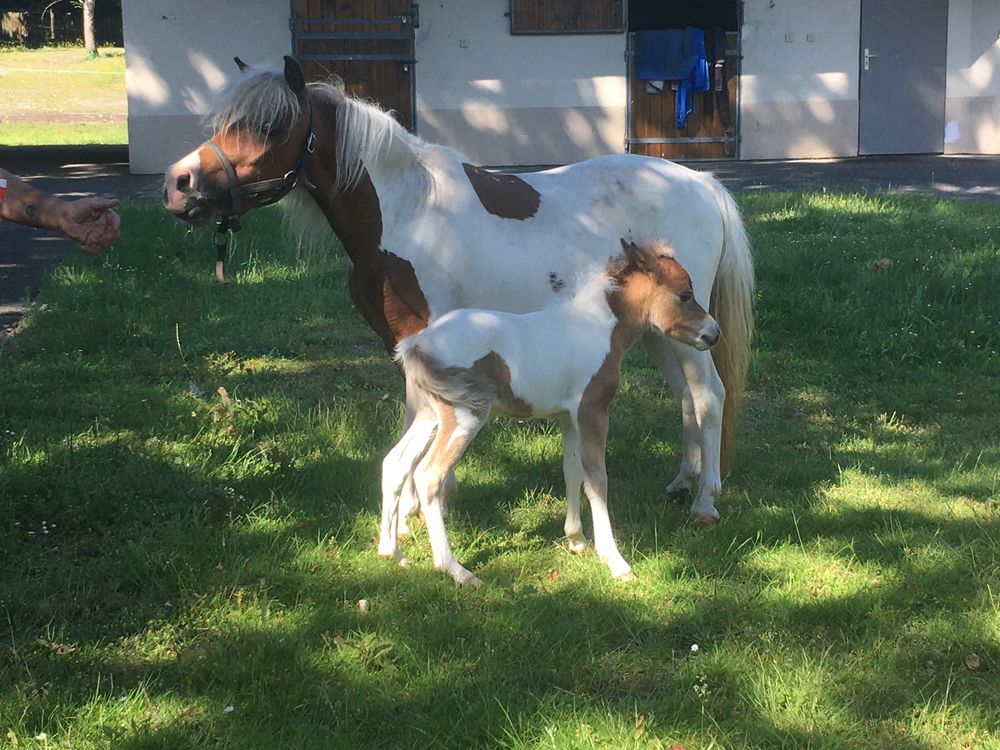 Cheval miniature Amha 2000 60260 Lamorlaye