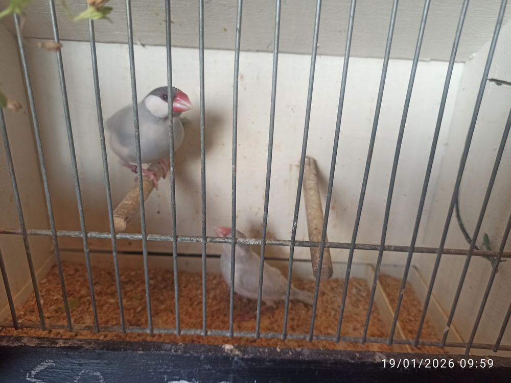 Paddas 50 77400 Saint-thibault-des-vignes