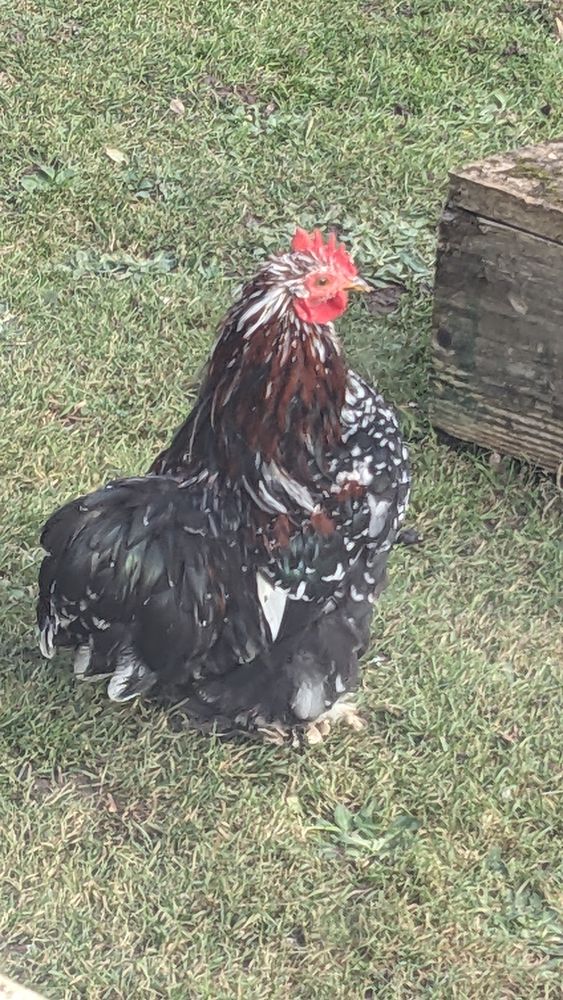 Coq P&eacute;kin pur 10 86580 Biard