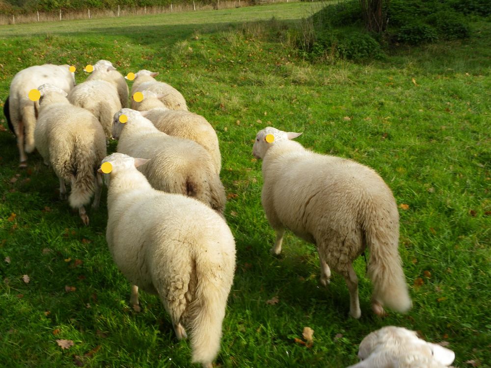 Agneaux 211 36290 M�zi�res-en-brenne