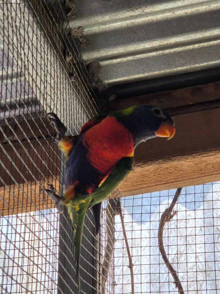 Perruches becs crochus 0 09100 Pamiers