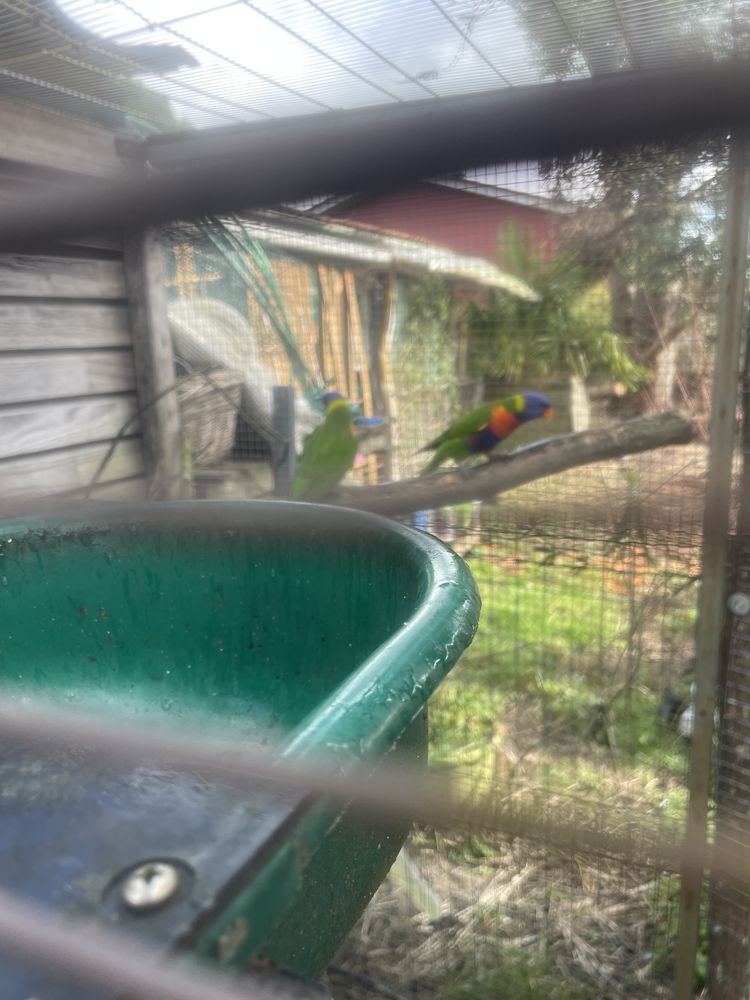 Couple loris 500 33125 Hostens