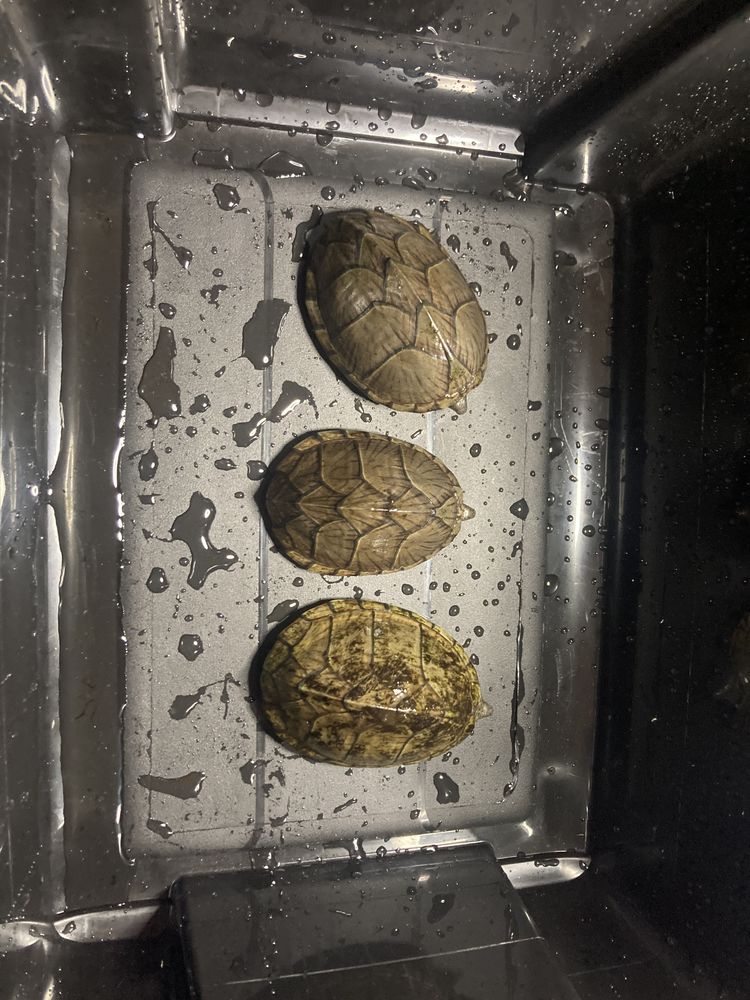3 tortues aquatiques car&eacute;n&eacute;es, 7 ans, en bonne sant&eacute;. 0 13014 Marseille