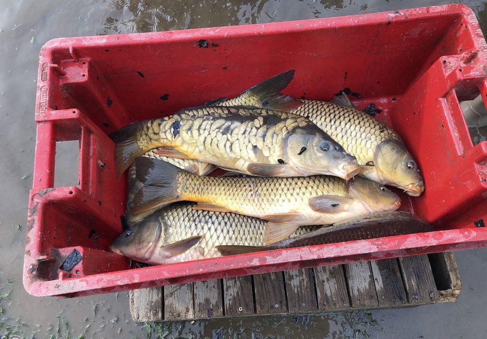 Carpe 4 71540 Barnay