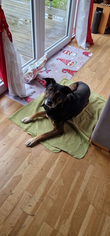 Pepsy, malinois crois&eacute; beagle cherche famille 0 35000 Rennes