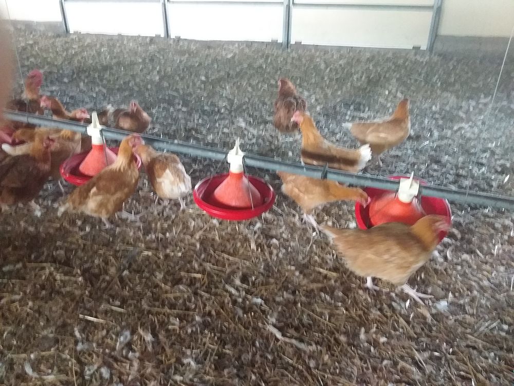 poulets et poulettes fermiers 3 80140 Fresnoy-andainville