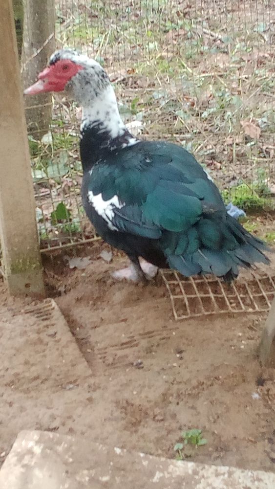 Canard male de barbarie 15 44100 Nantes