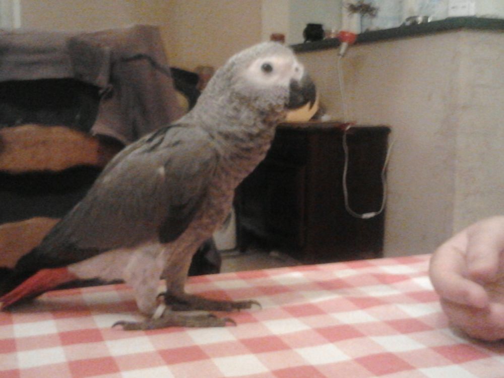 Couple perroquets Gris du Gabon vol&eacute; chez moi 0 